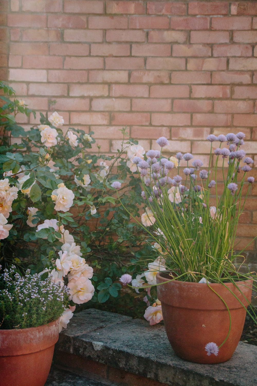 Rose and Chive Flowers