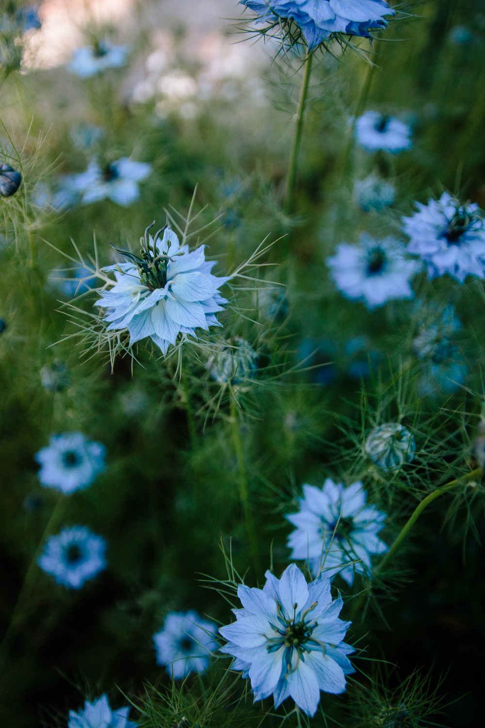 Nigella Flowers