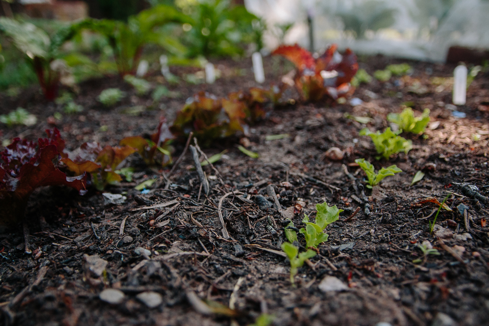 Grow Your Own - Lettuce Seedlings