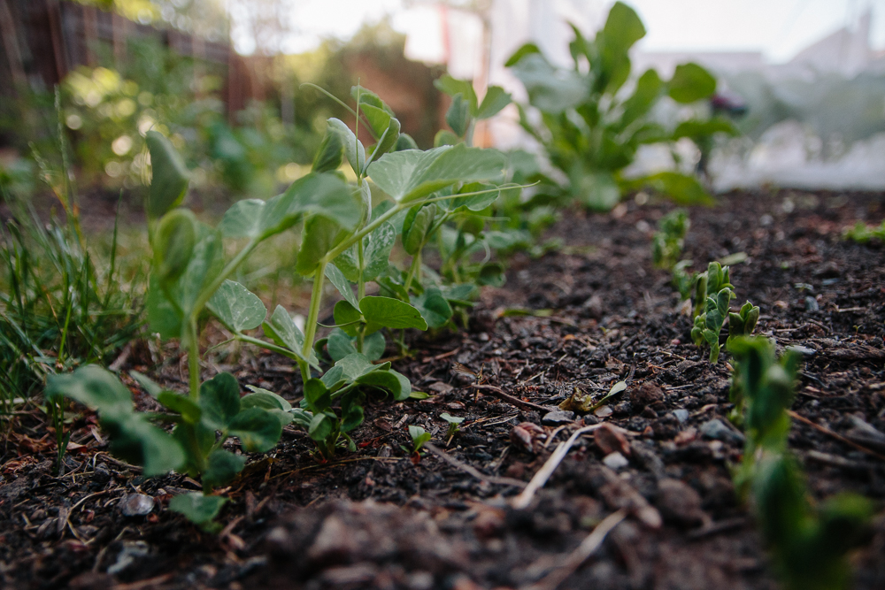 Grow Your Own - Peas