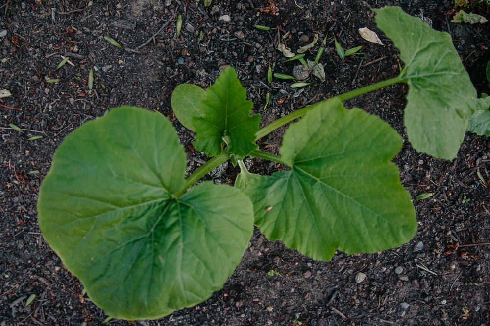 Grow Your Own - Courgette