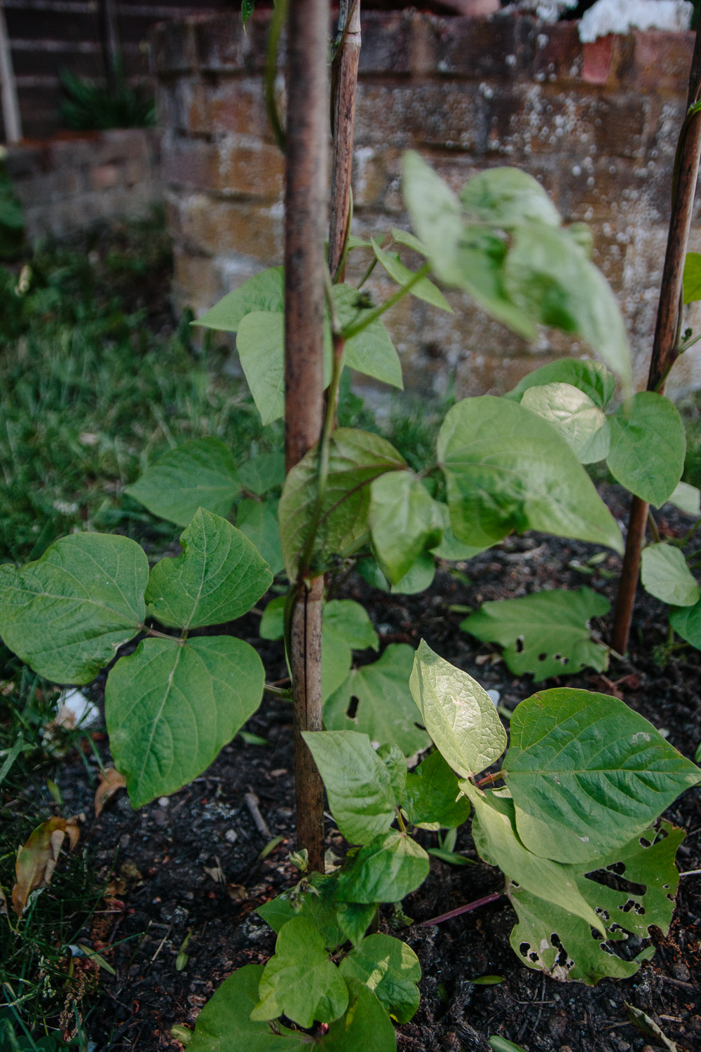 Grow Your Own - Runner Beans