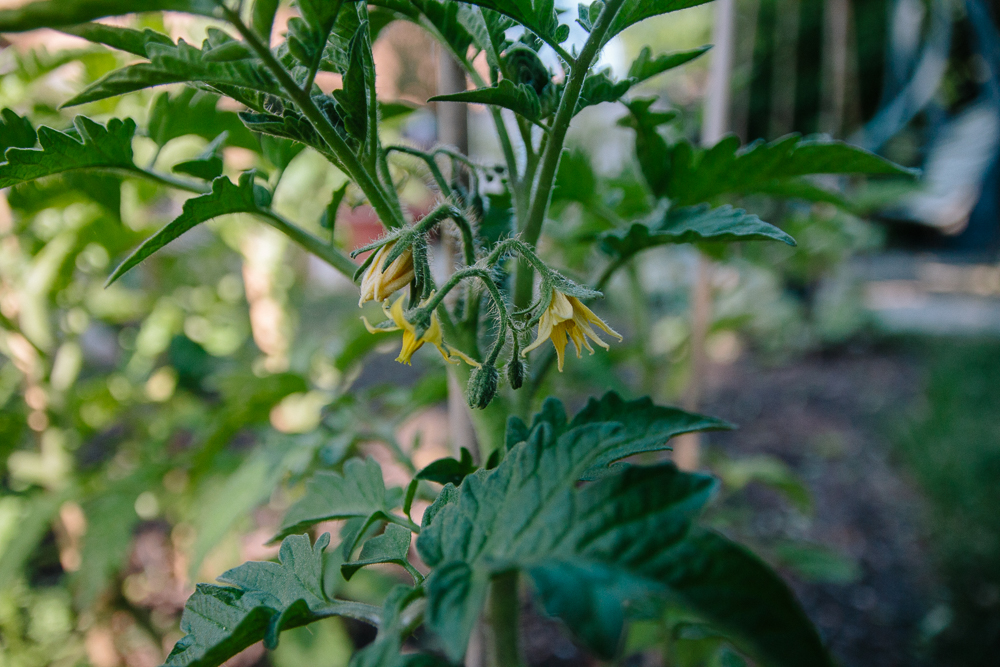 Grow Your Own - Tomatoes