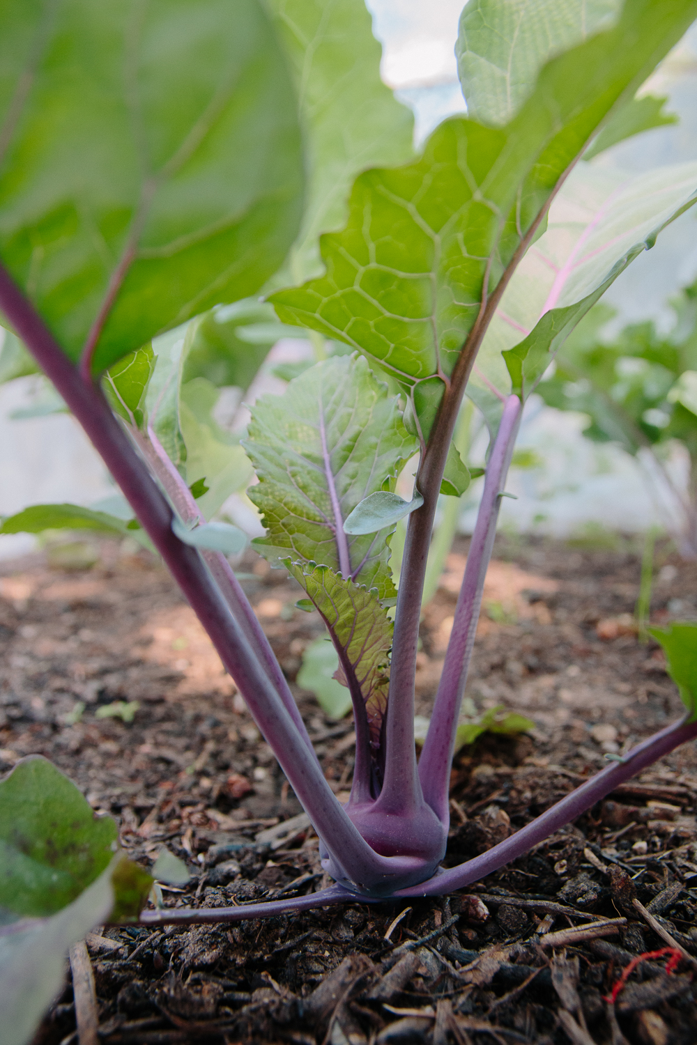 Grow Your Own - Purple Kohl Rabi