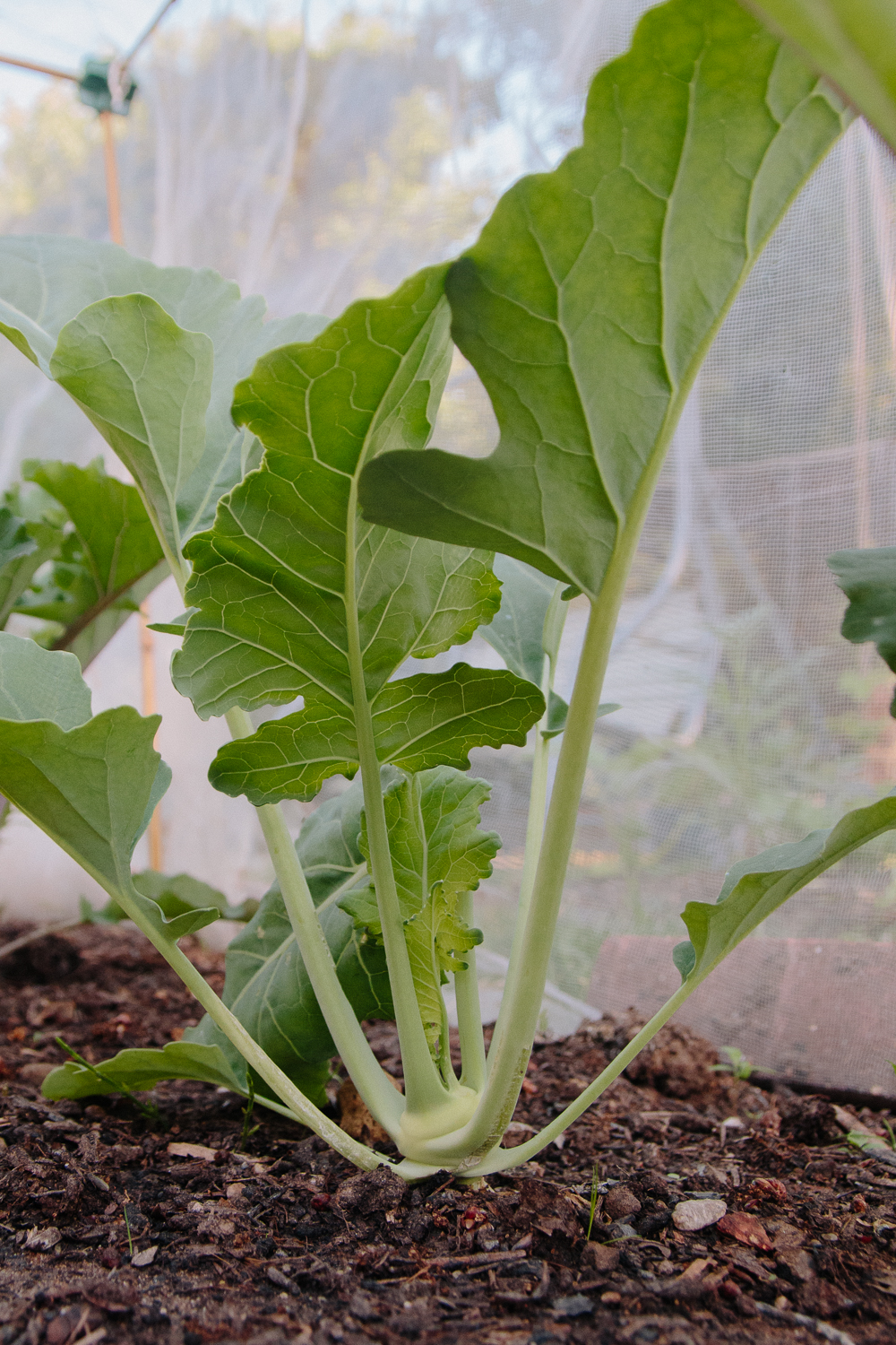 Grow Your Own - Green Kohl Rabi