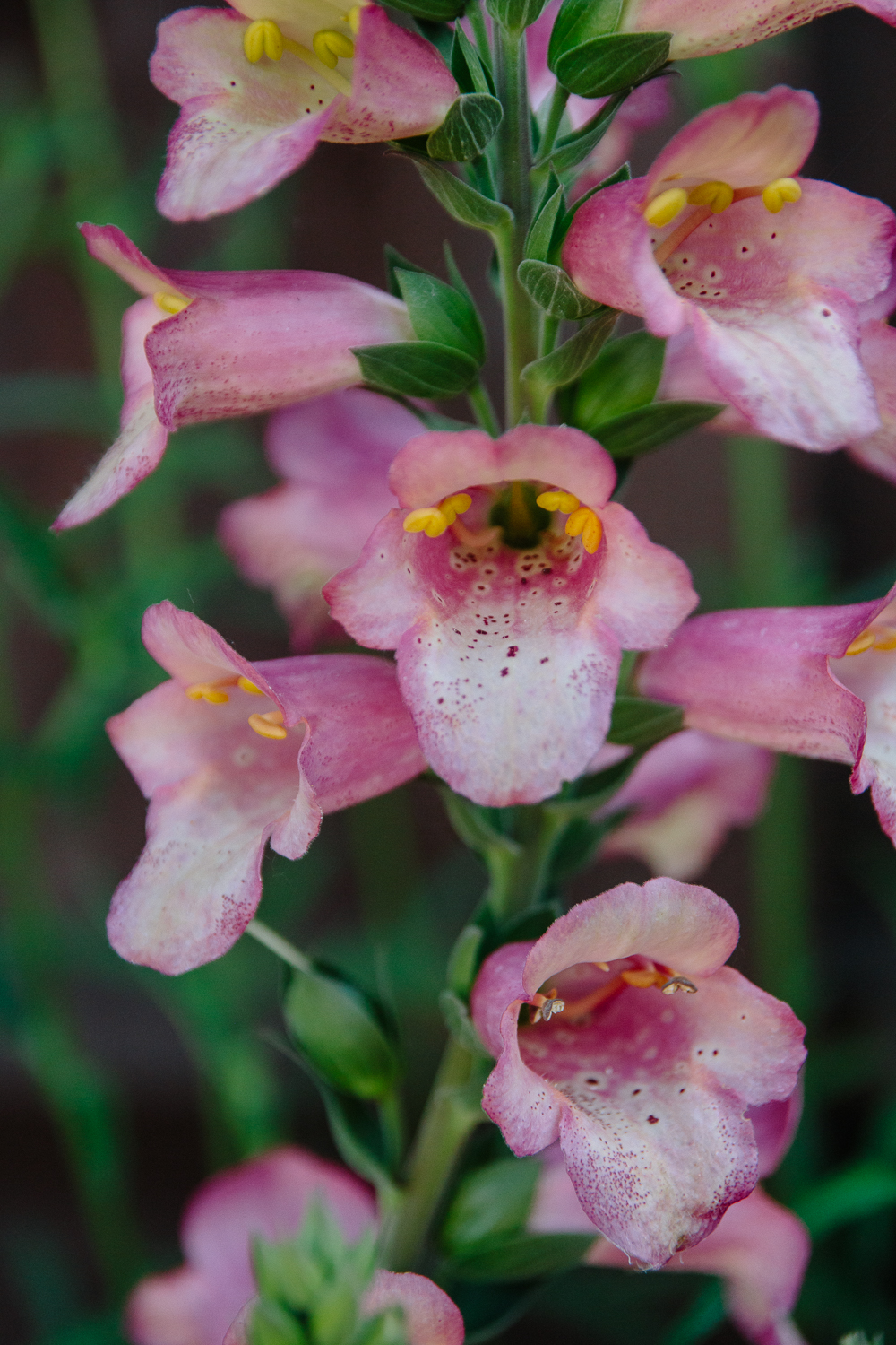 Pink Foxglove Flowers