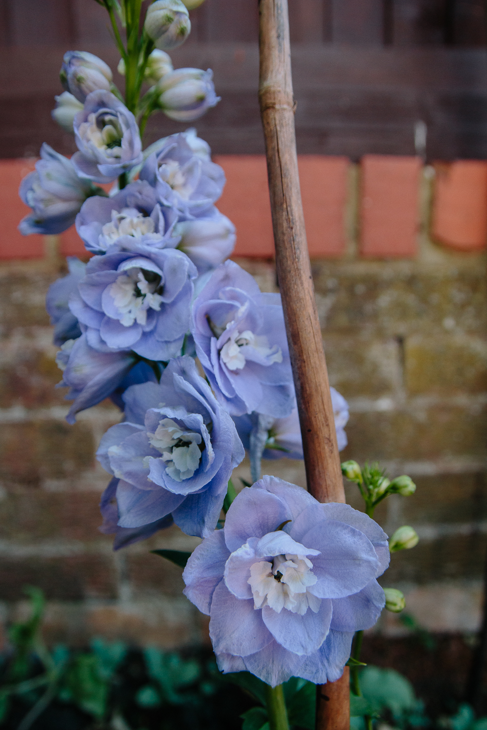 Lilac Delphinium FLower