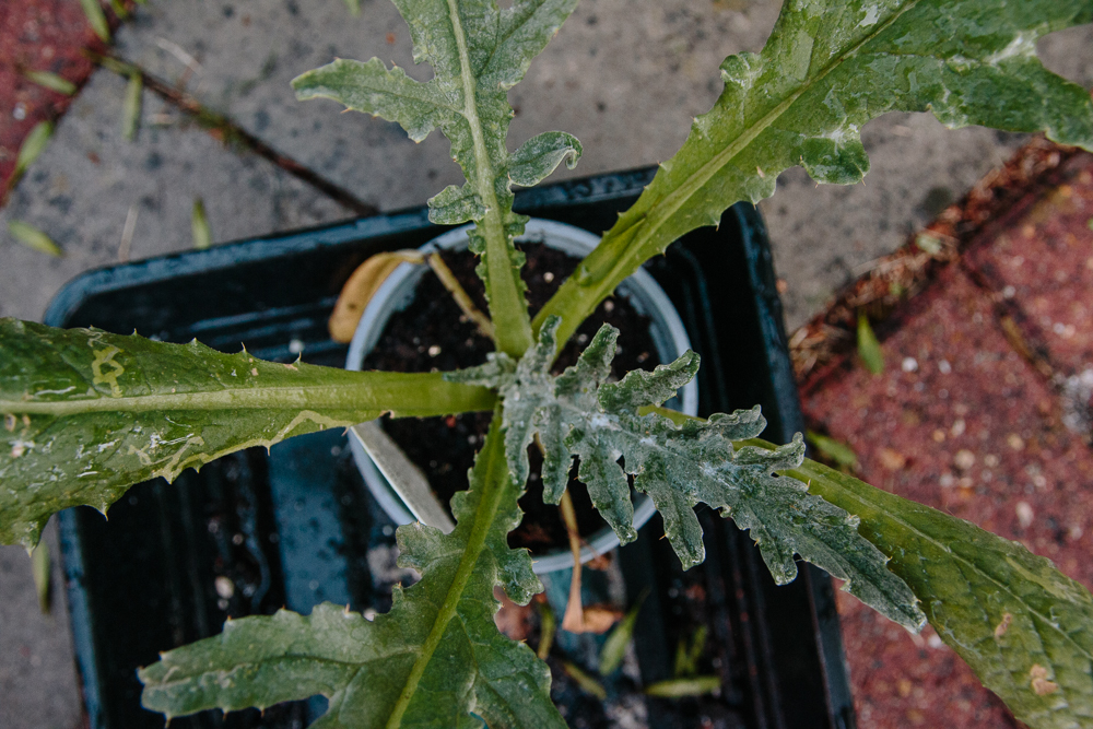 Grow Your Own - Artichoke