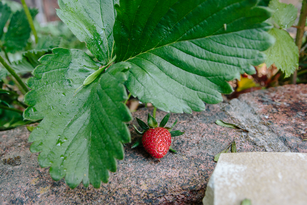 Grow Your Own - Strawberries