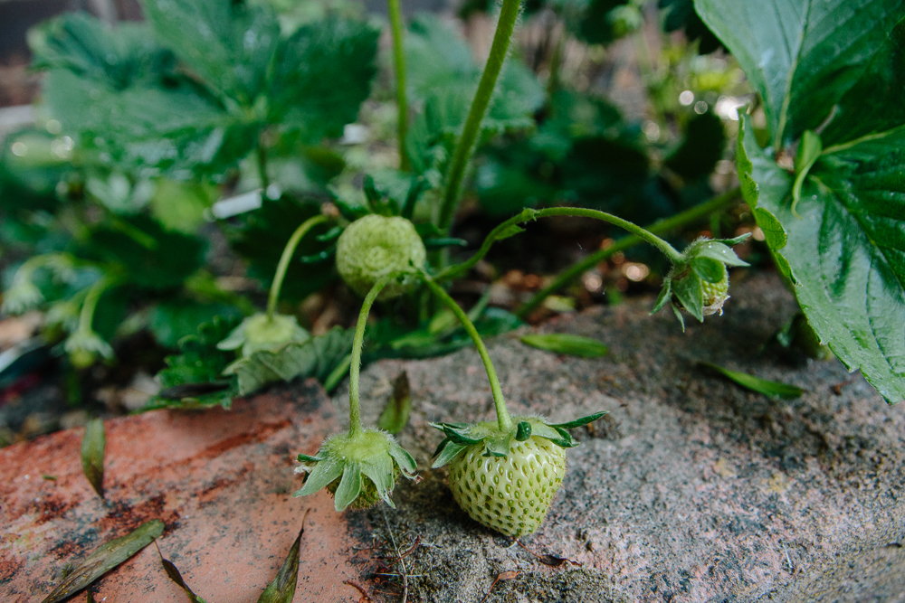 Grow Your Own - Strawberries