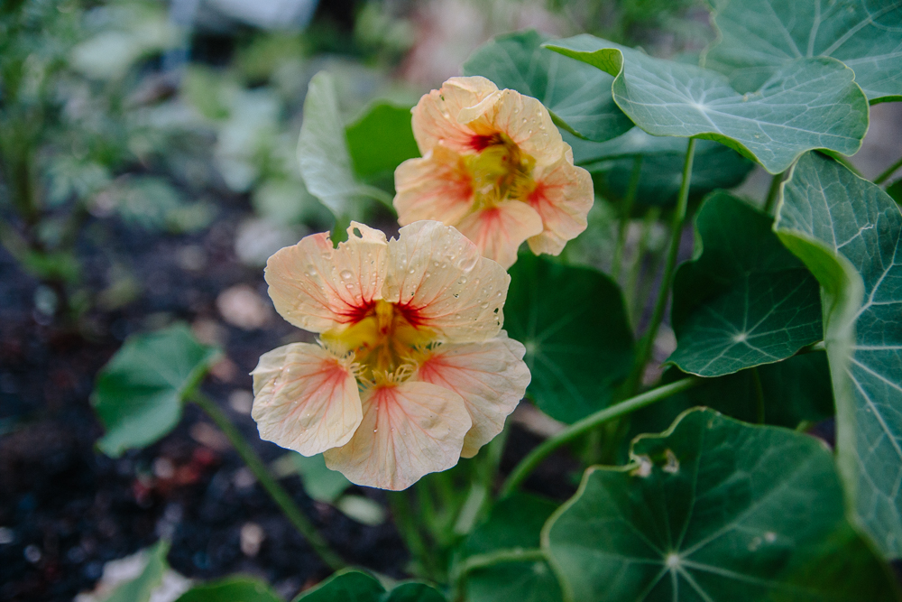 Salmon Nasturtium