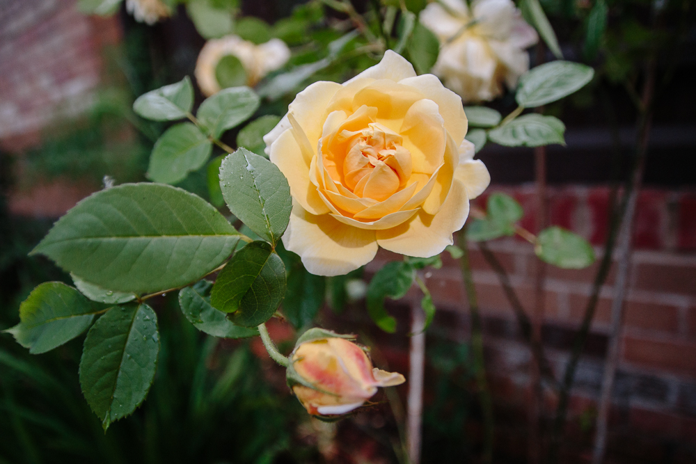 Yellow Rose Flower