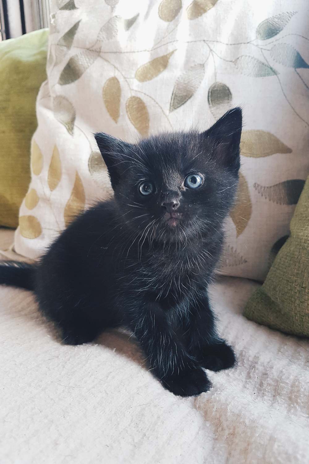 Apollo Foster Kitten