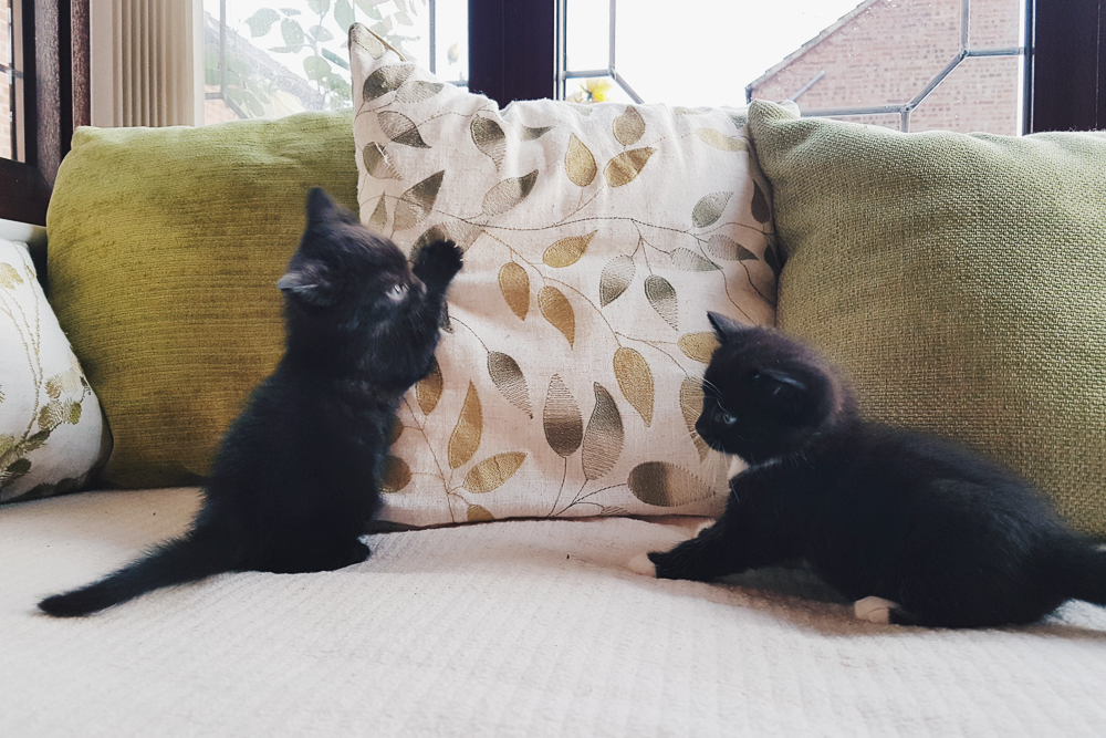 Stray Black Kitten Saved From Busy Road Falls Asleep on Drive To Foster Home