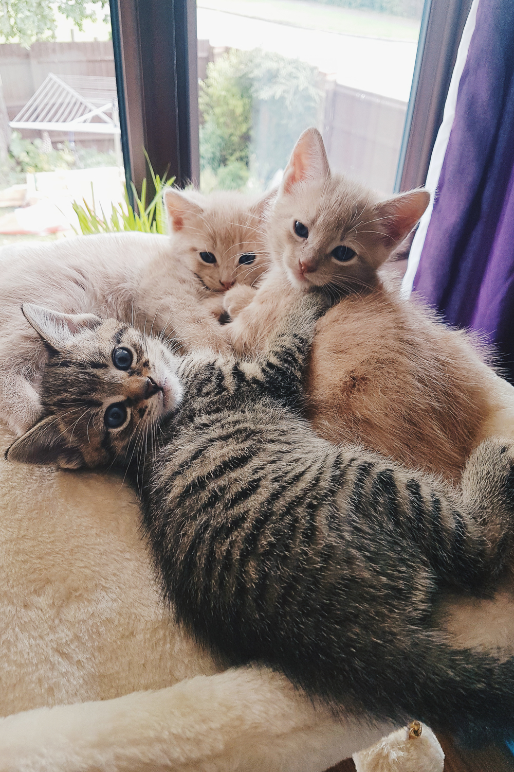 Foster cats hot sale and kittens