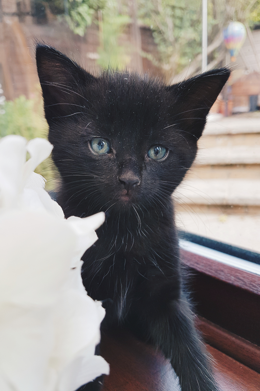 Nova Foster Kitten
