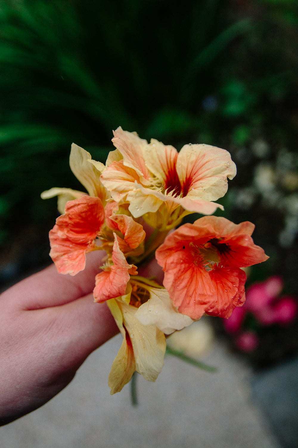 Salmon Nasturtium Vegetable Garden