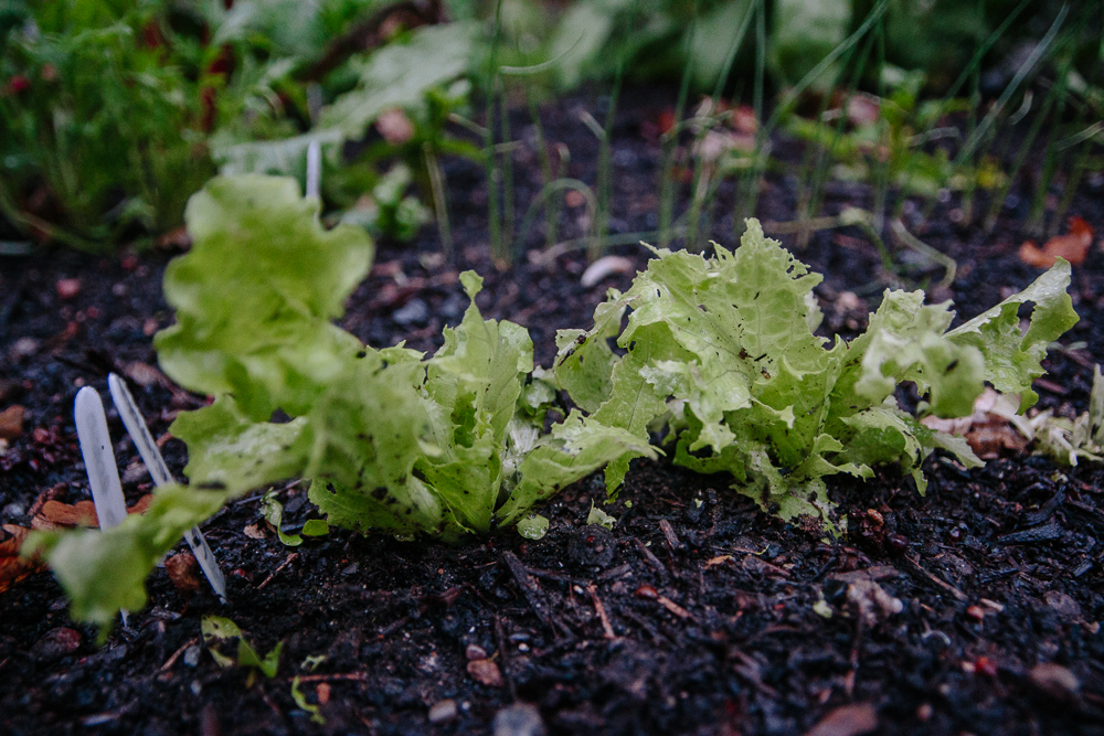 Slug Eaten Lettuce Vegetable Garden