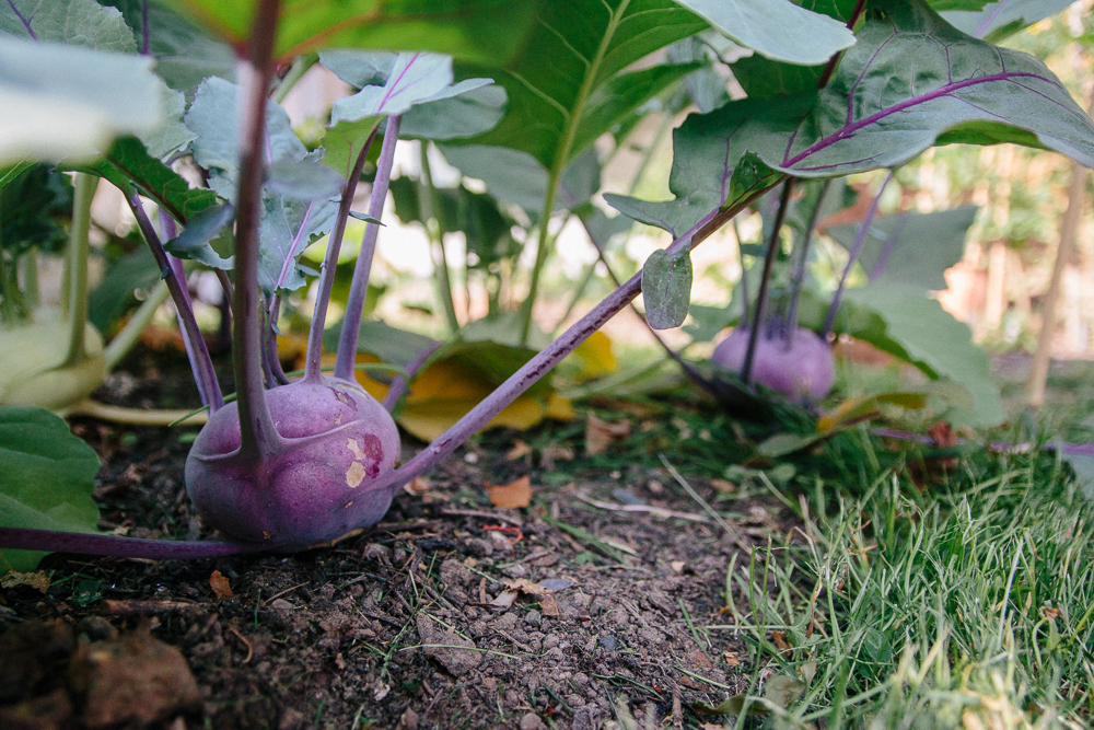 Purple Kohl Rabi Vegetable Garden