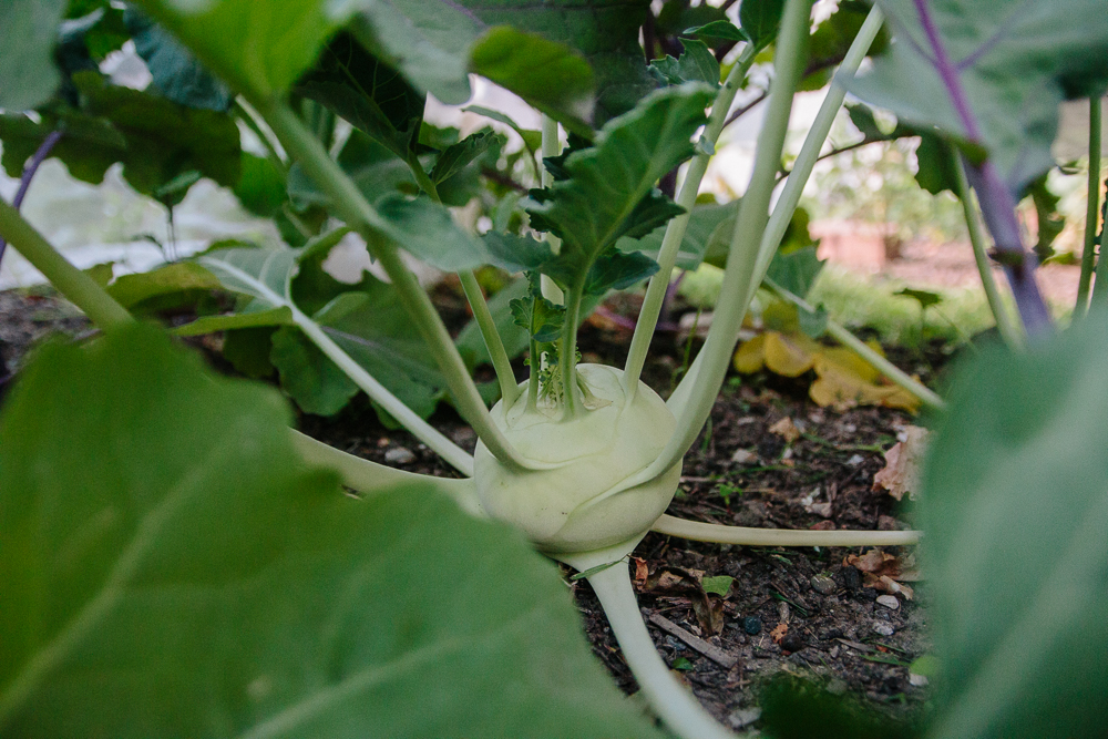 Green Kohl Rabi Vegetable Garden