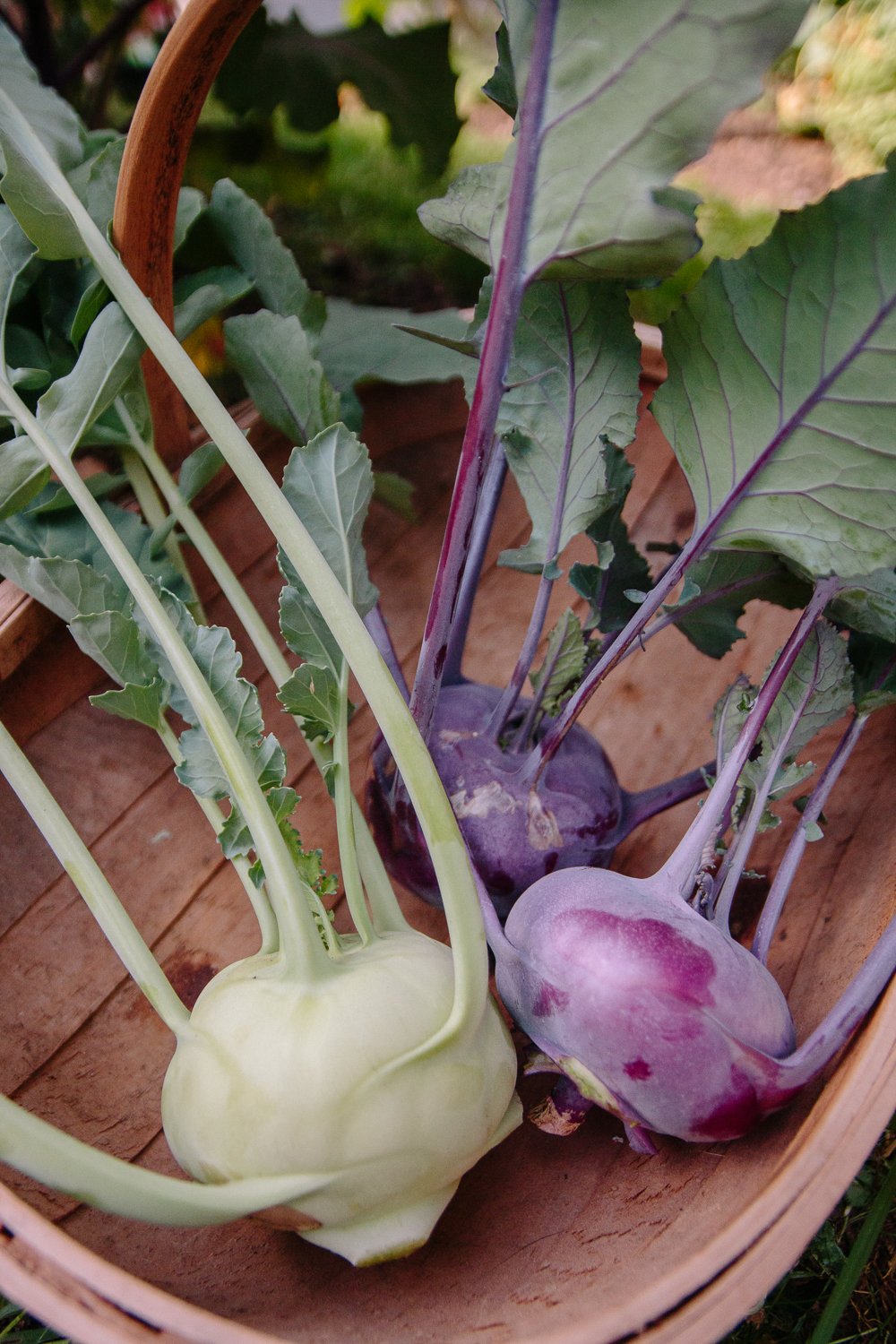 Purple and Green Kohl Rabi Vegetable Garden