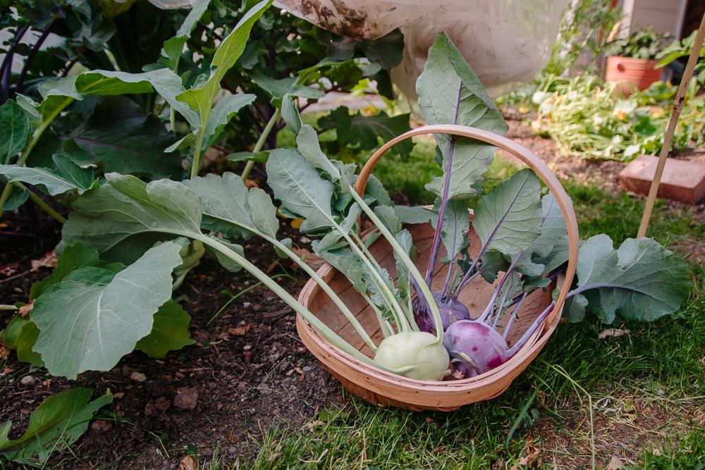 Purple and Green Kohl Rabi Vegetable Garden