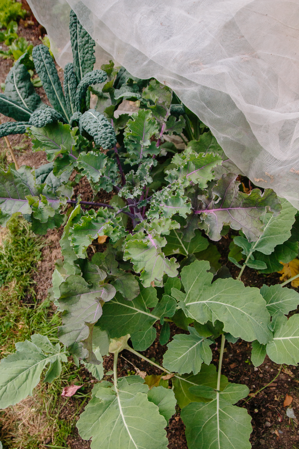 Brassicas under netting - Kale, Kalettes, Kohl Rabi Vegetable Garden