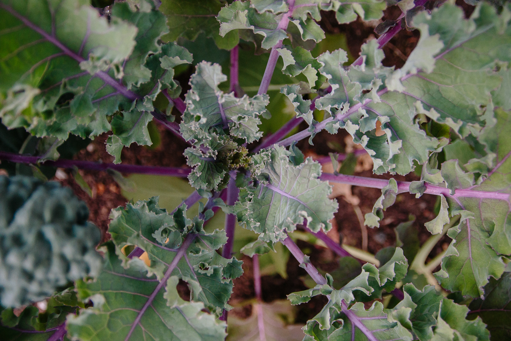 Kalettes Vegetable Garden