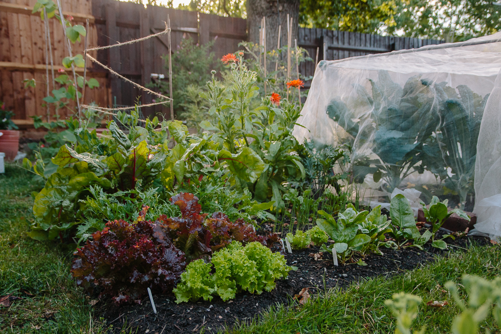 The Salad Bed Vegetable Garden