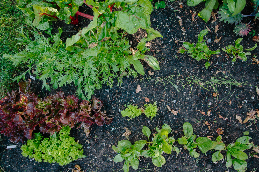 The Salad Bed Vegetable Garden