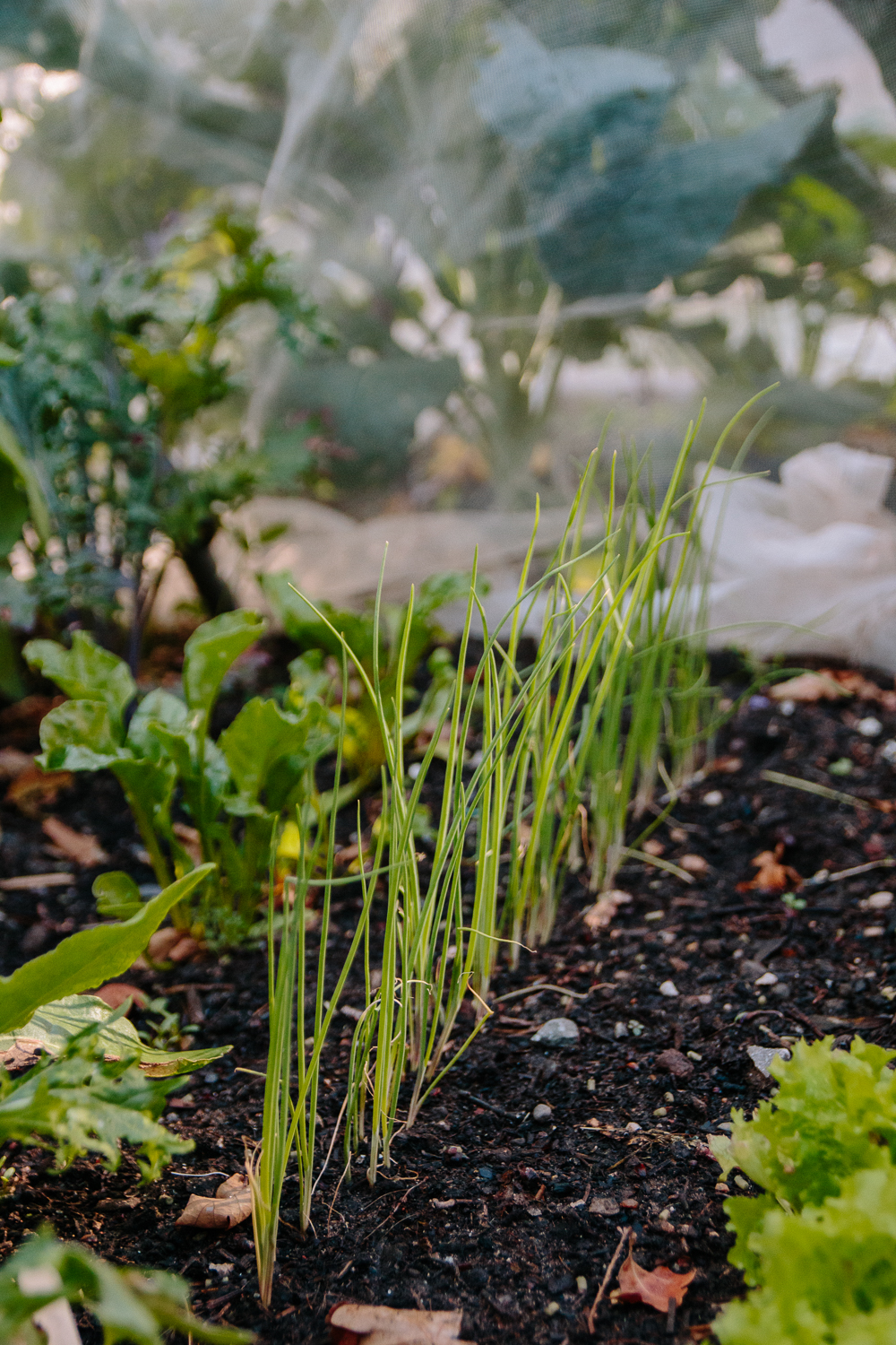 Spring Onions Vegetable Garden