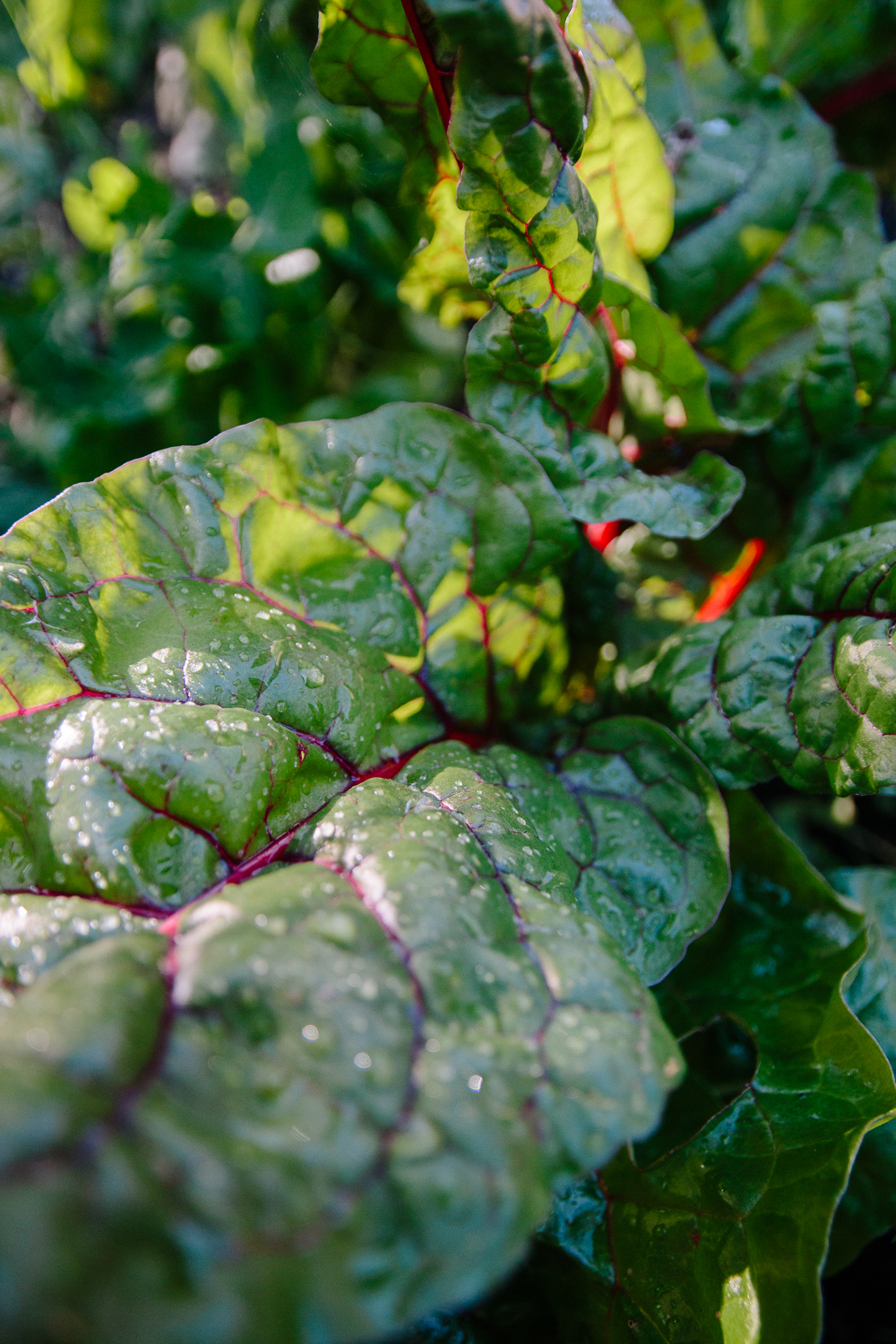 Rainbow Chard Vegetable Garden