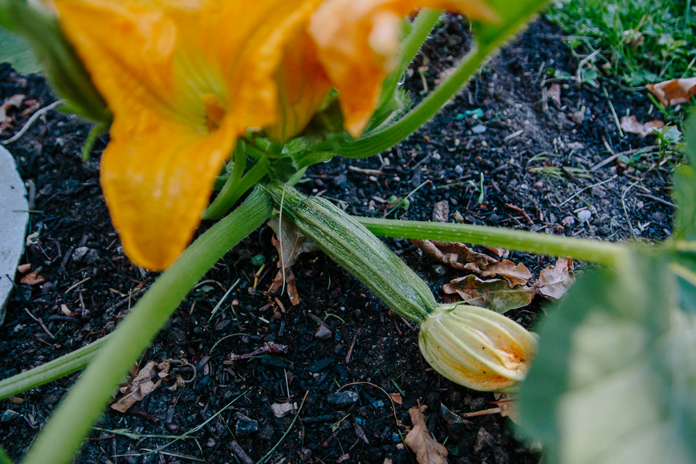 Romanesco Courgette Vegetable Garden