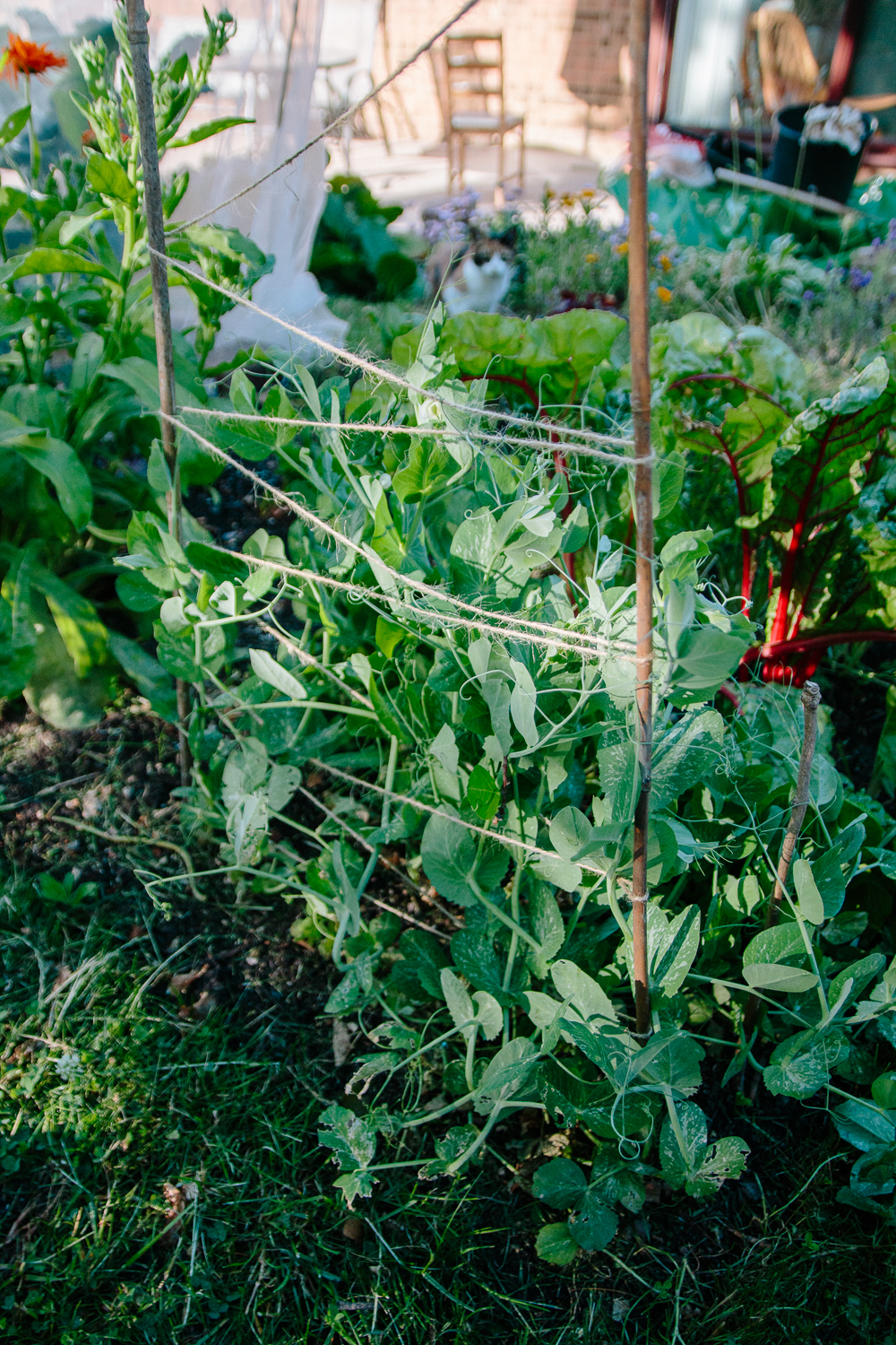 Peas Vegetable Garden