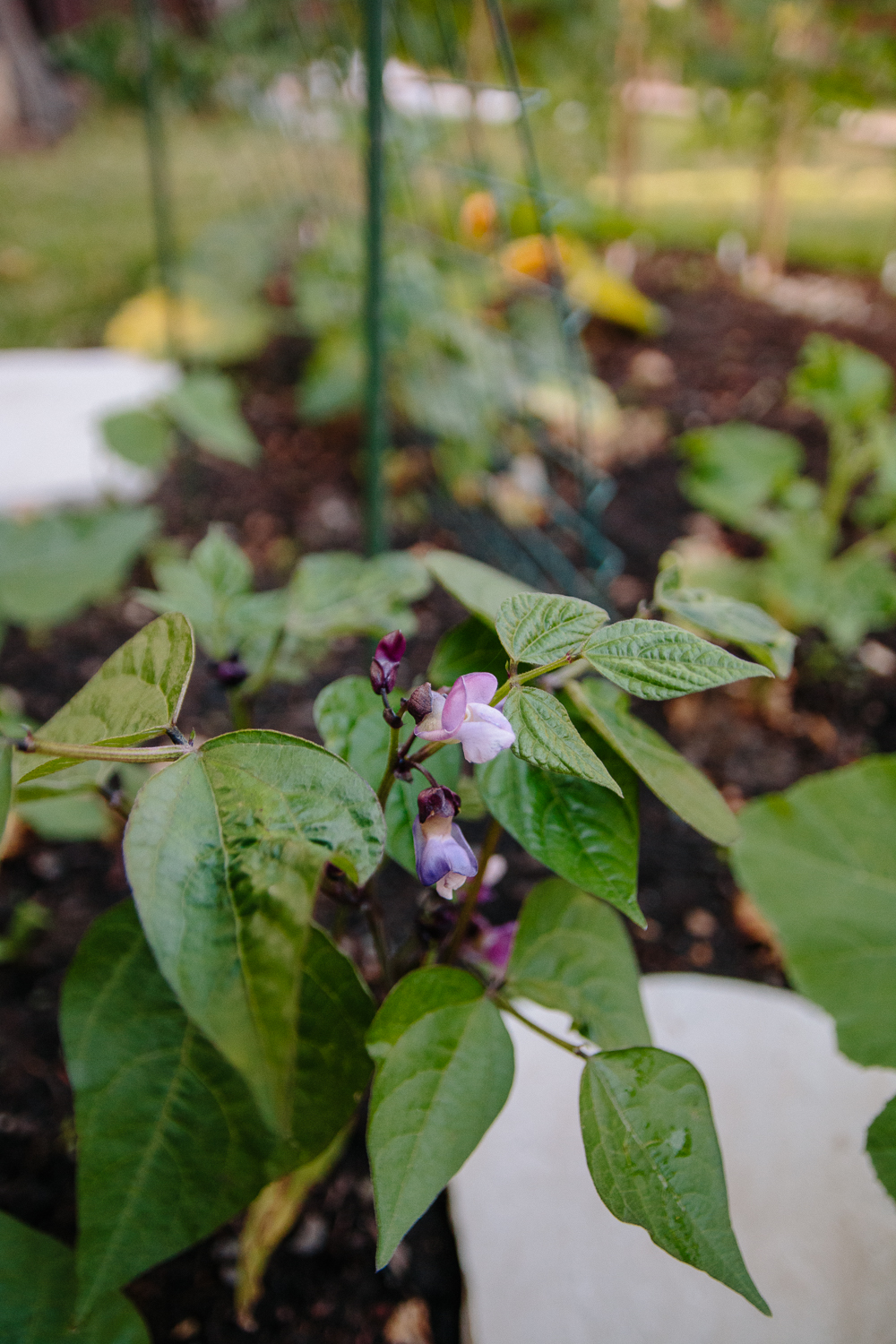 Purple French Beans Vegetable Garden