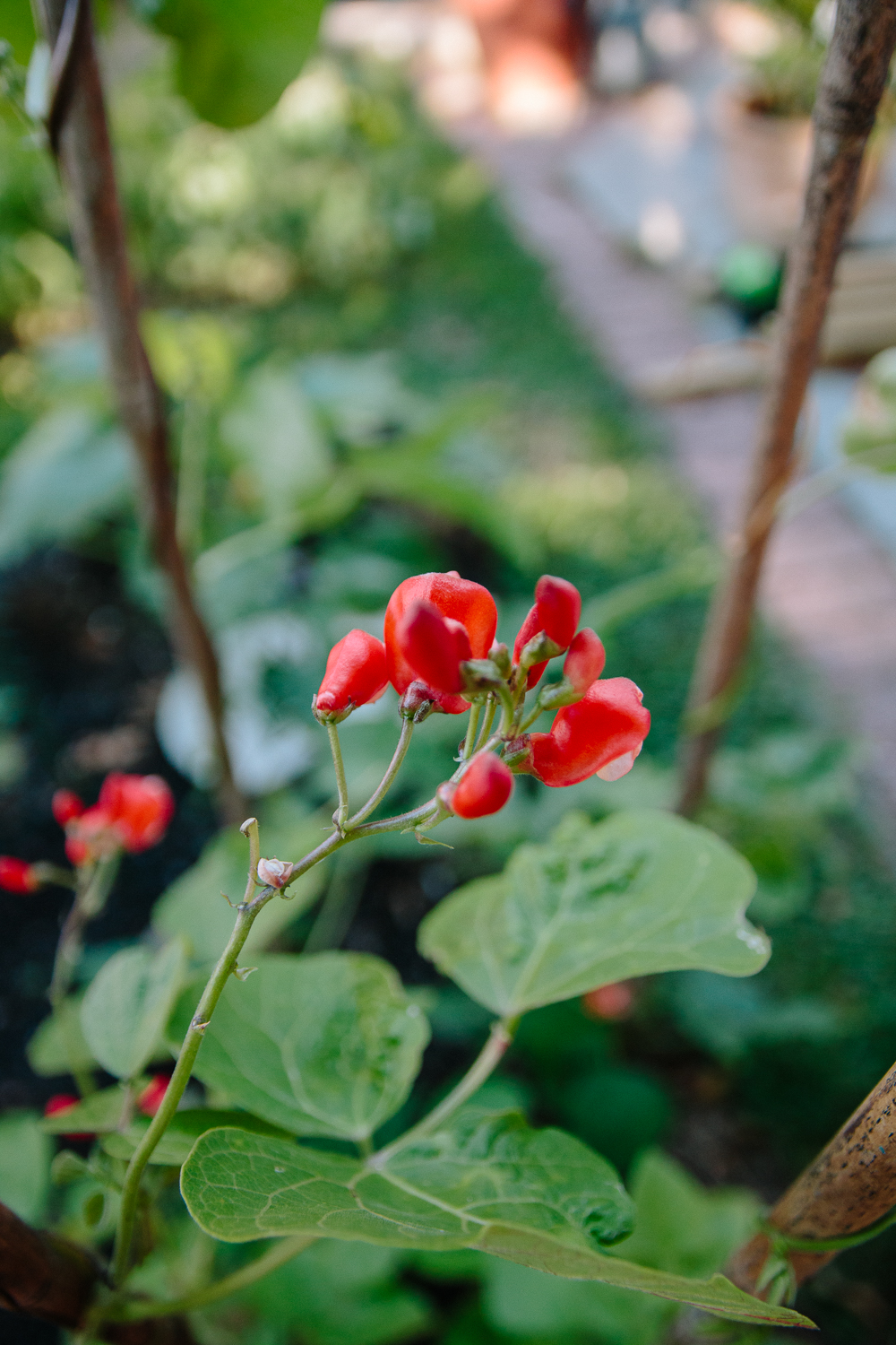 Runner Beans Vegetable Garden