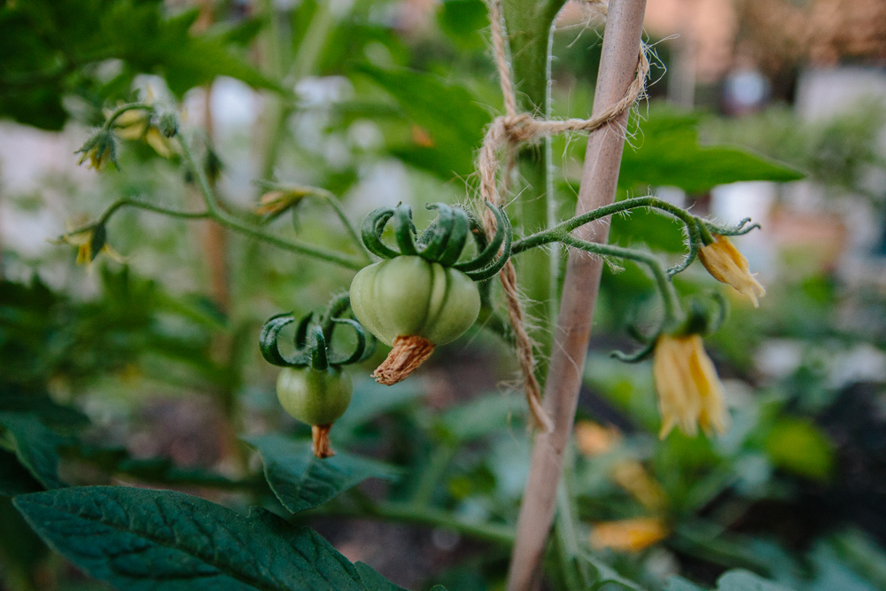 Marmande Beef Tomato Vegetable Garden