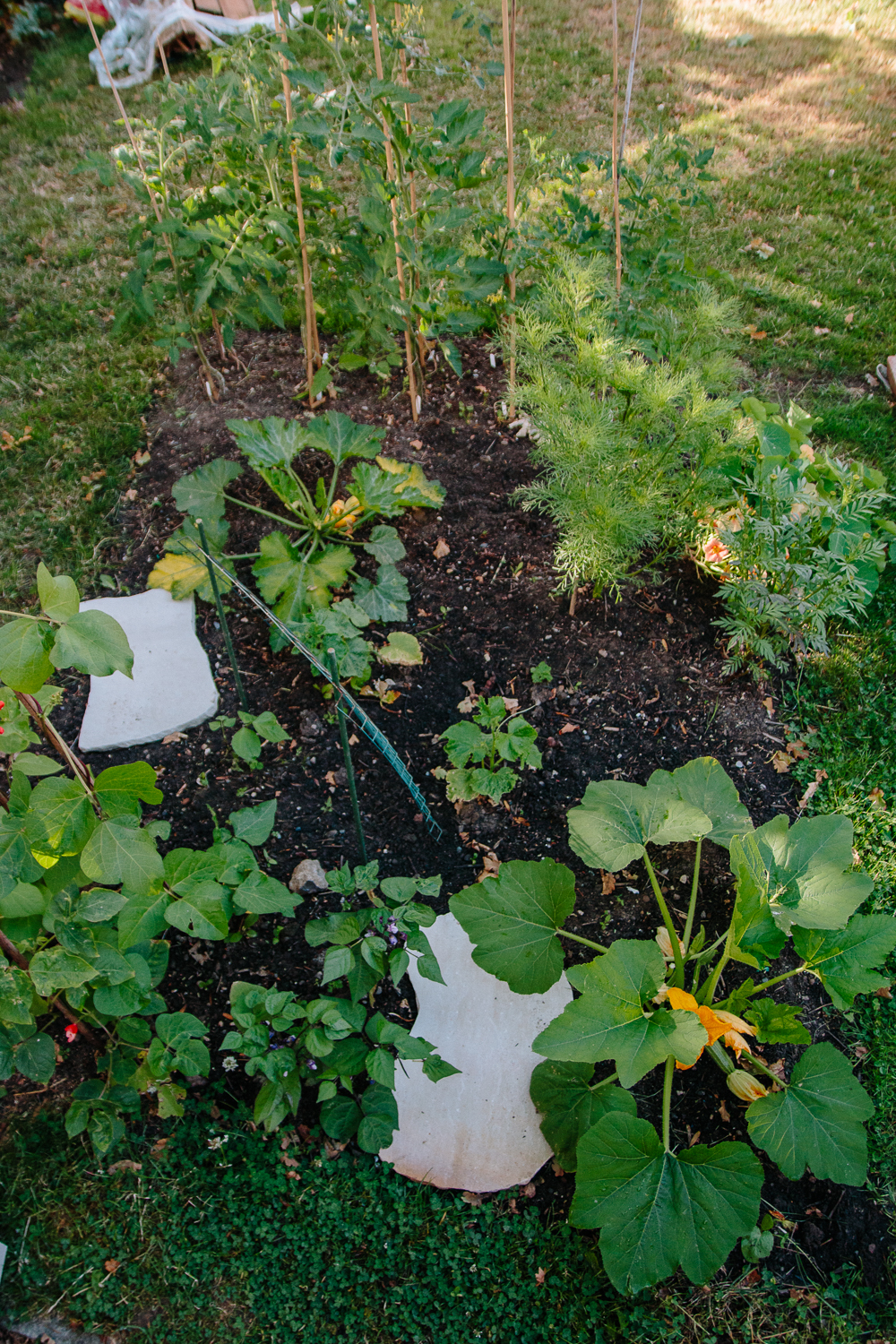 Vegetable Garden June 2020