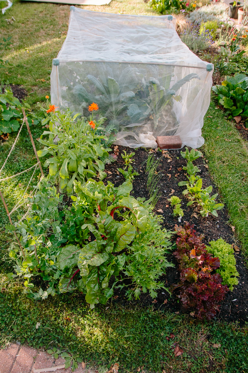 Vegetable Garden June 2020