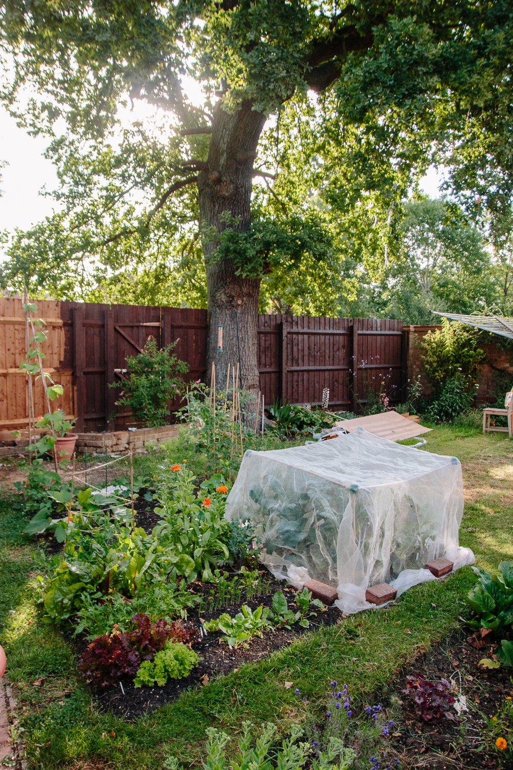 Vegetable Garden June 2020