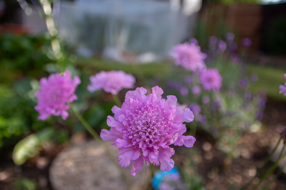 Purple Scabious