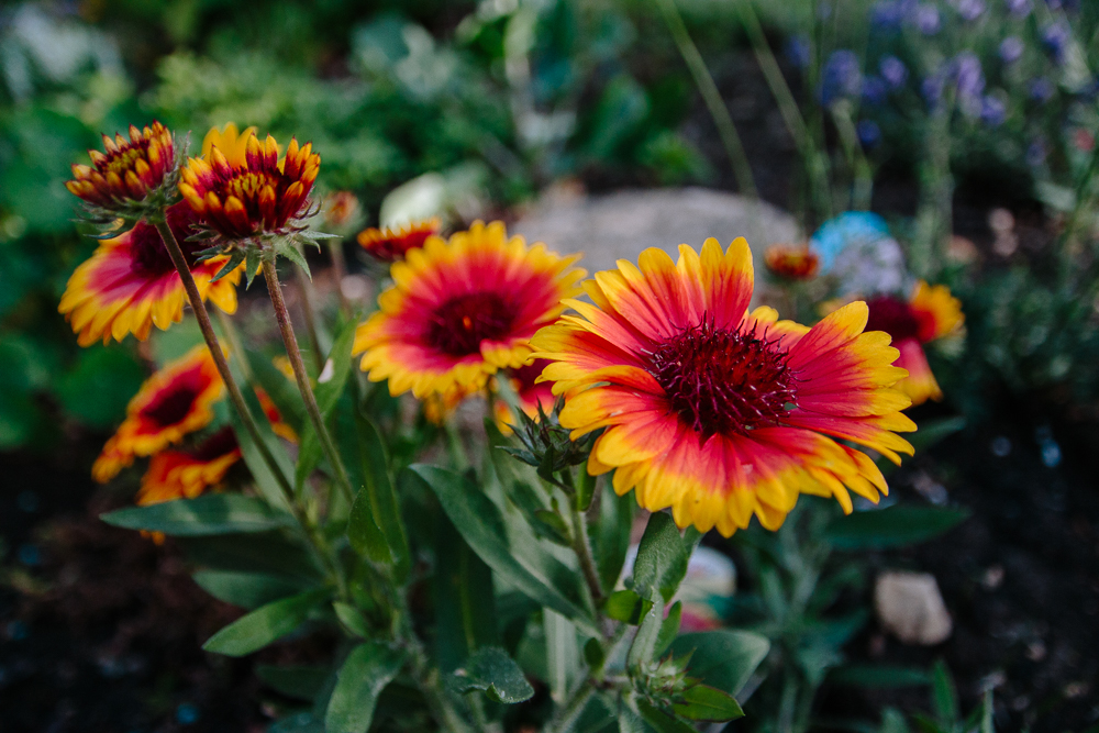 Sunrise Coloured Flowers