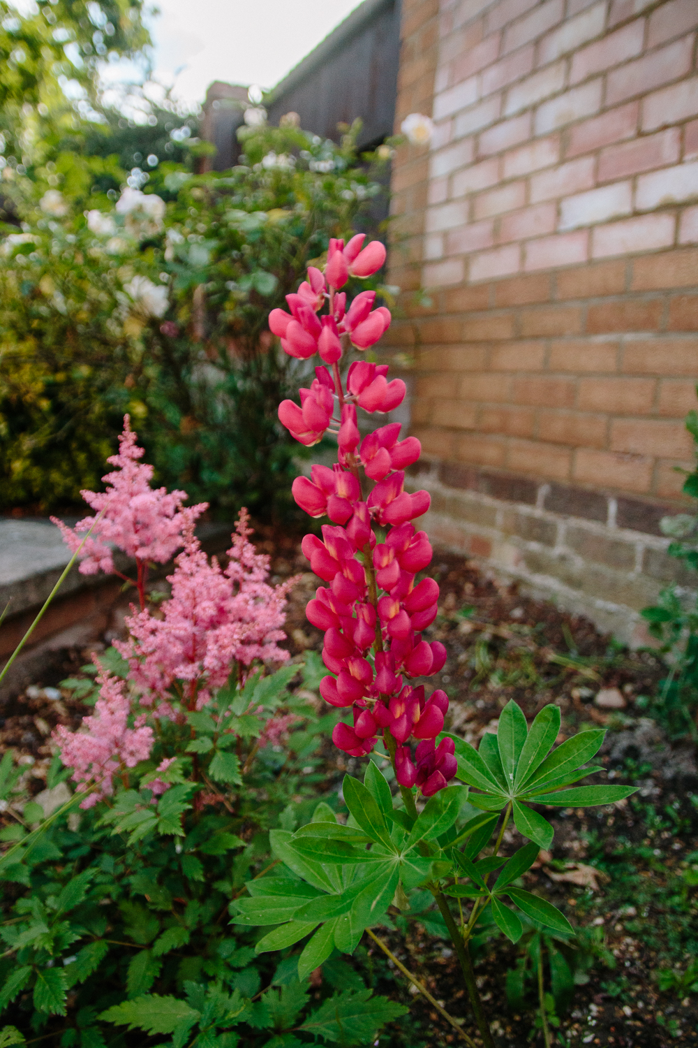 Pink Lupin