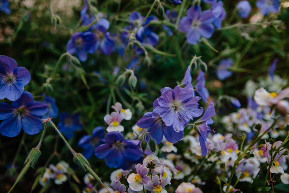 Purple FLowers