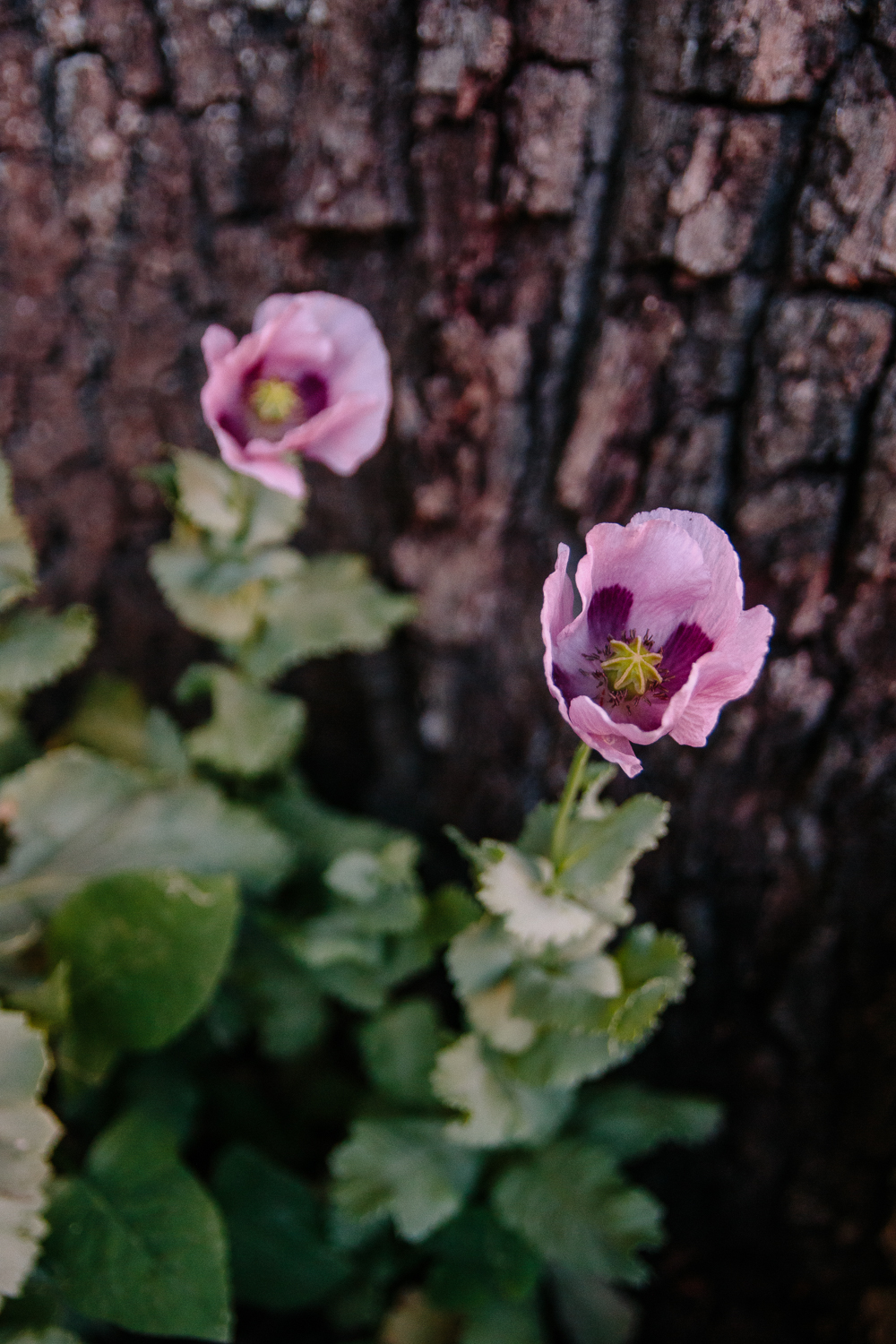 Poppies