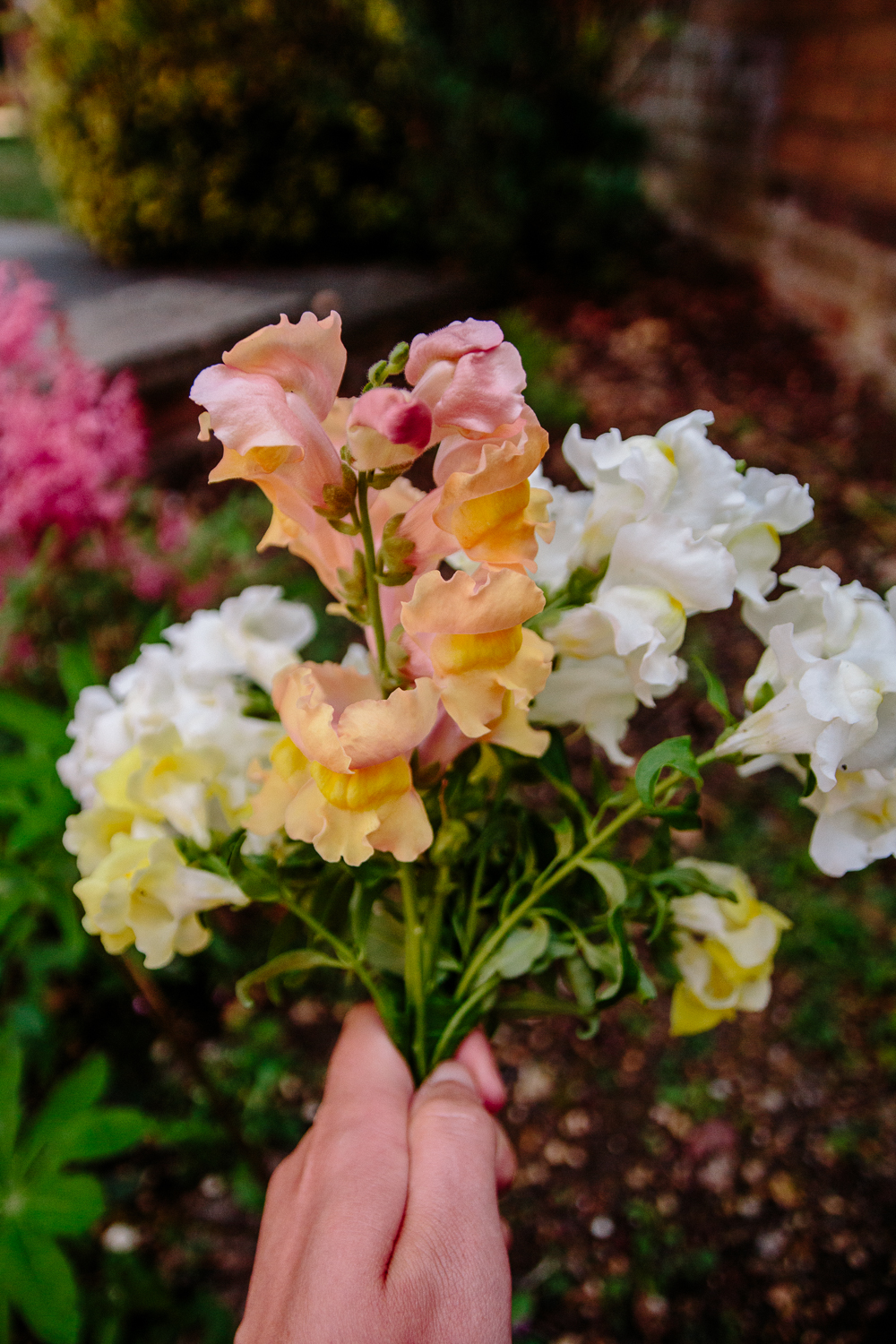 Snapdragon Mix