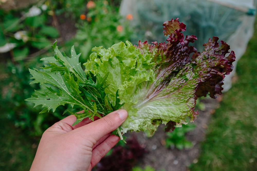 Lettuce Mix Harvest Vegetable Garden