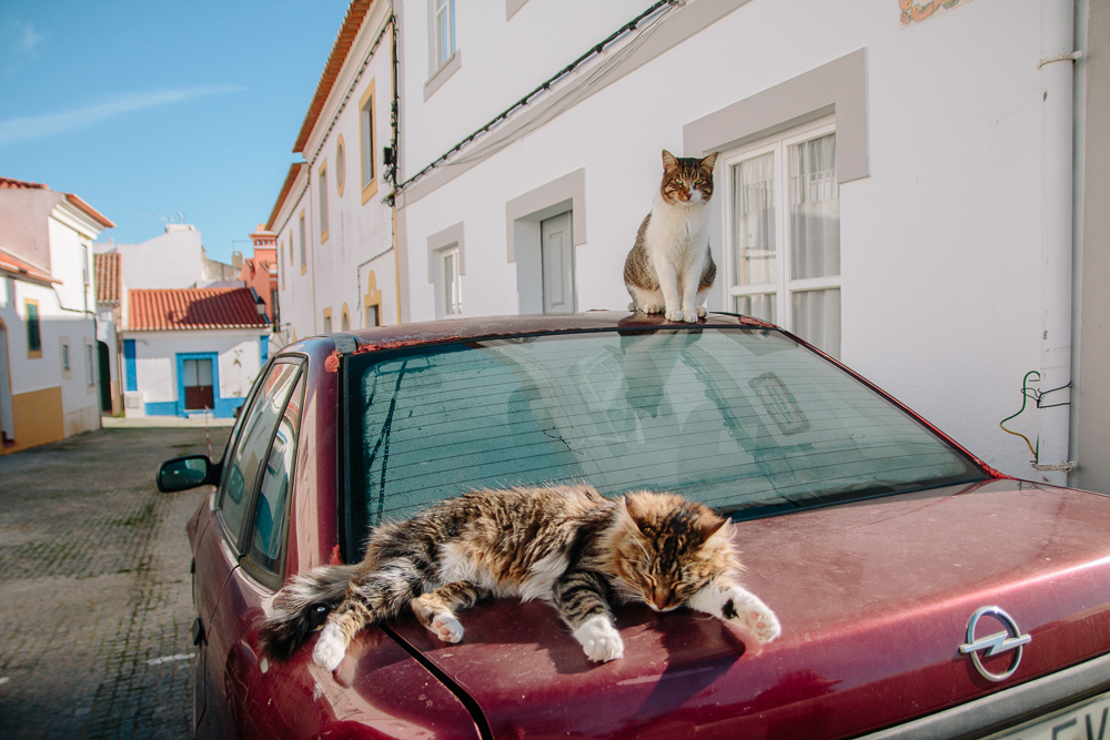 Cats in Vila Nova de Milfontes