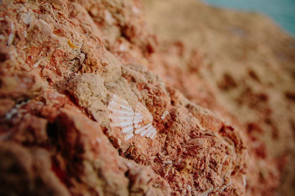 Fossils in the rocks at Carvoeiro Boardwalk