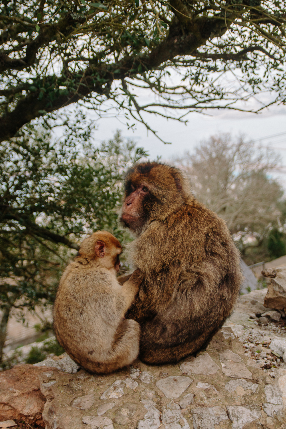 Barbary Apes at the Top of the Rock Gibraltar